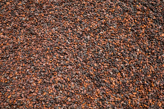 Ivory Coast. Cocoa drying.
