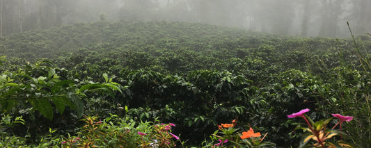 Coffee plants on a misty slope