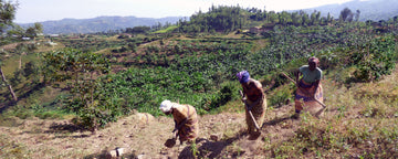 Women of Ejo Heza clear brush on a hillside