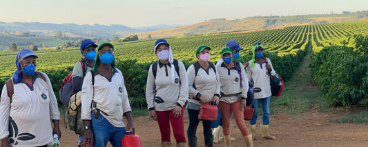 Harvest during the pandemic