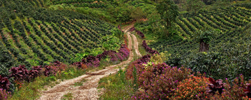 Scene from Fincas Mierisch in Nicaragua