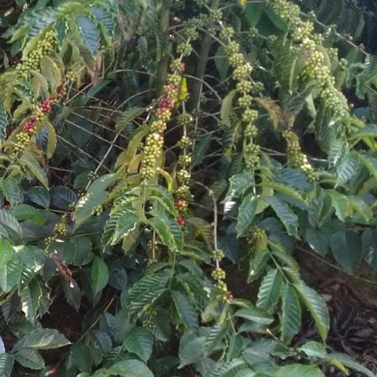 The Waverly Espresso