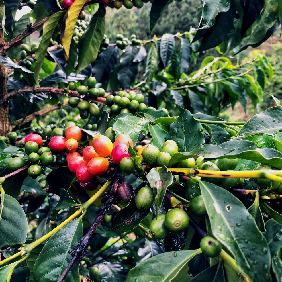Colombia La Familia Guarnizo Single Origin Coffee - Taste