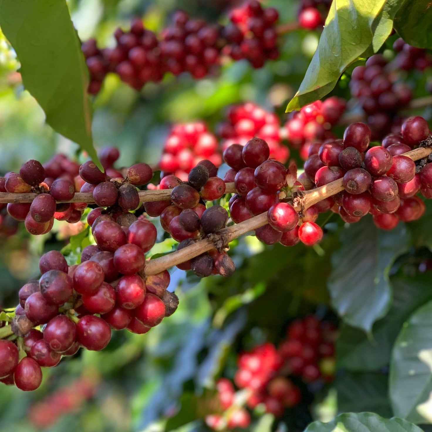 Great Heights Coffee - Elevate Your Brew with Premium Quality