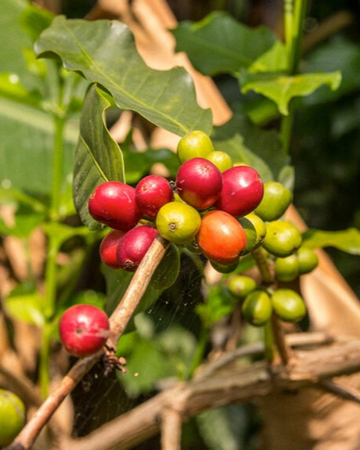 Joe Coffee Company