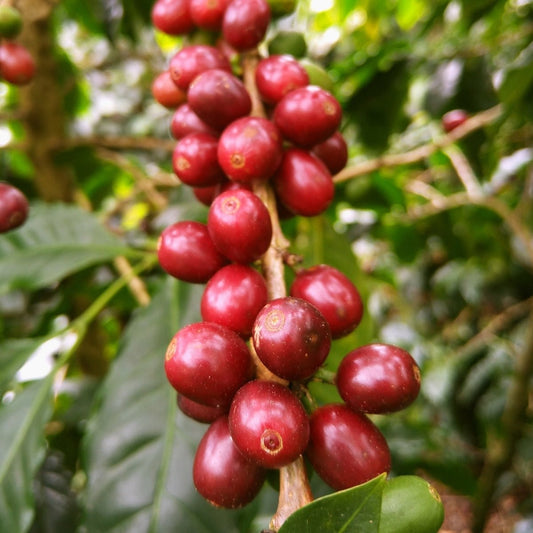 Nightcap Noir (Decaf) - Joe Coffee Company