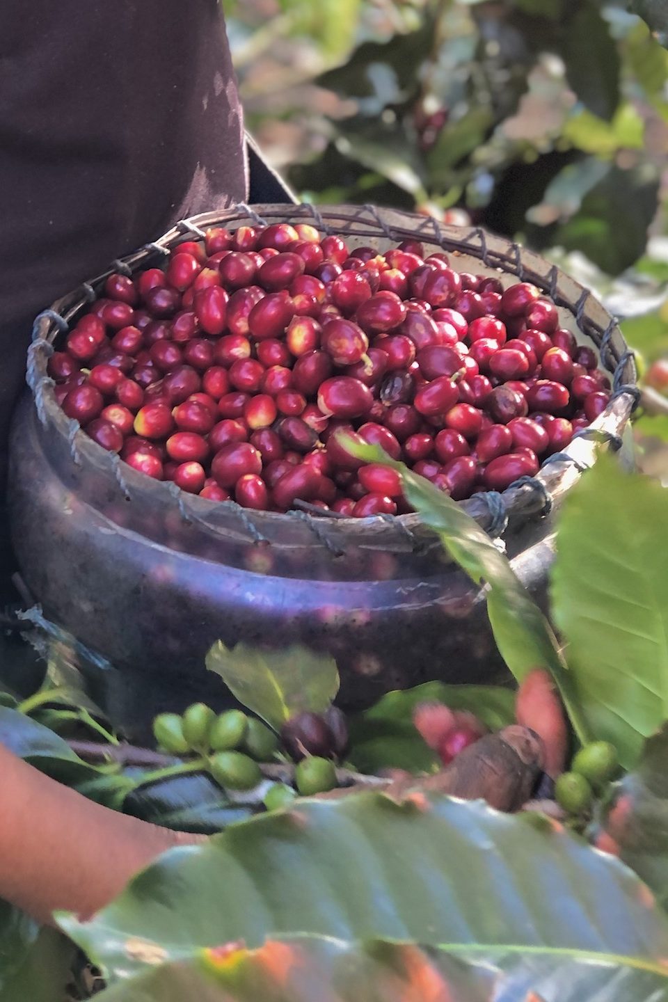 Man holding basket of coffee cherries on Andrea Rubi's farm