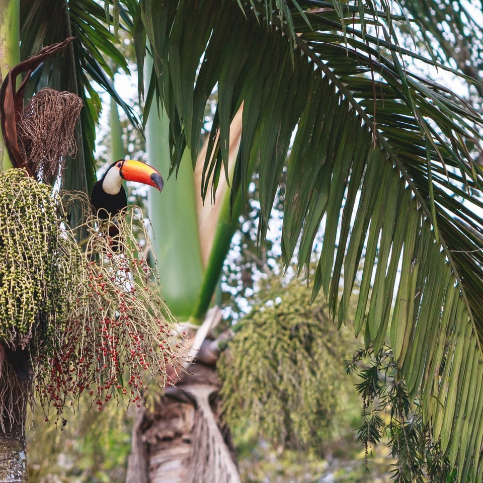 Tucan sitting in a palm tree on the Veloso farm
