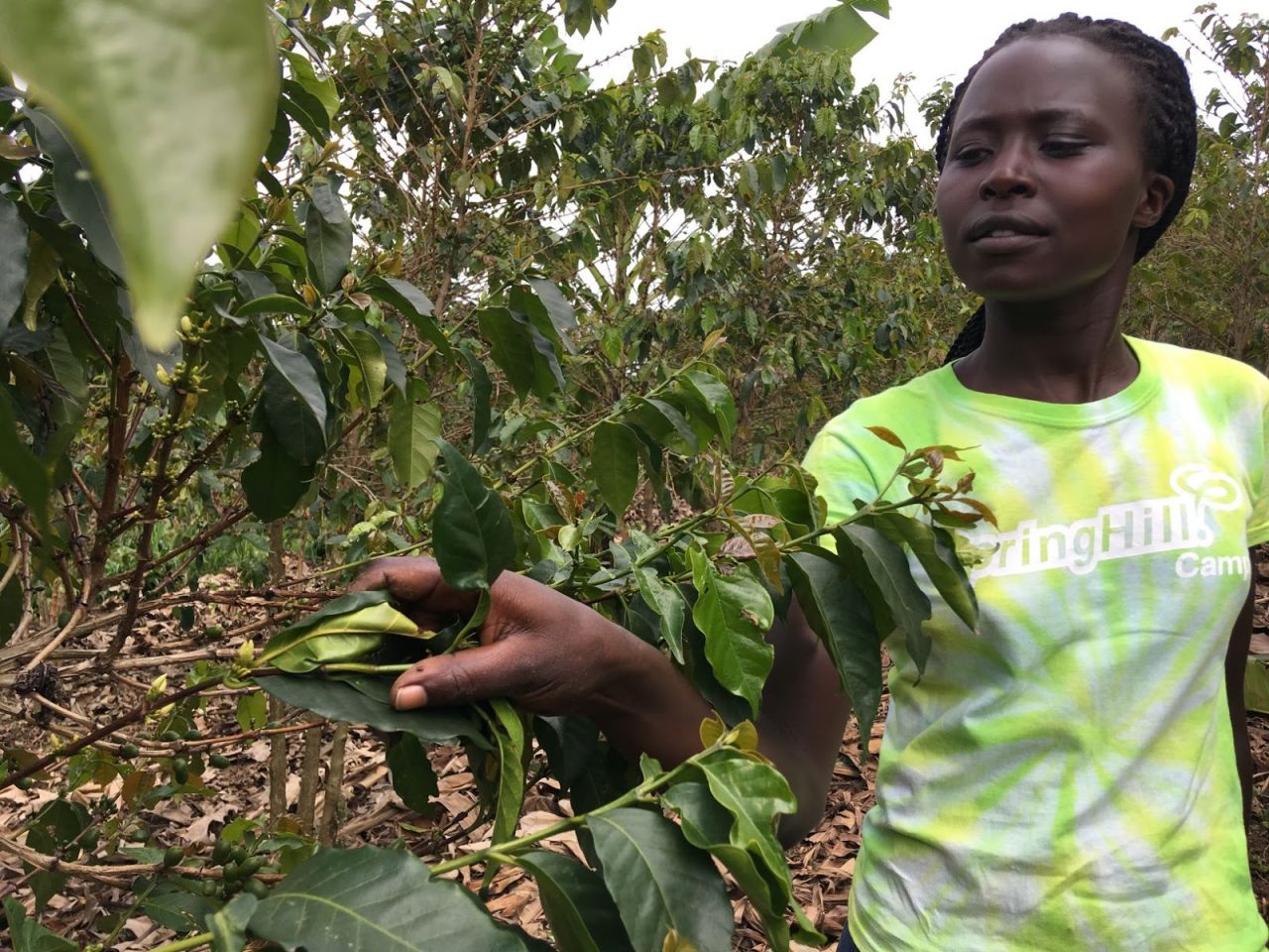 Ejo Heza farmer checks the quality of a coffee tree