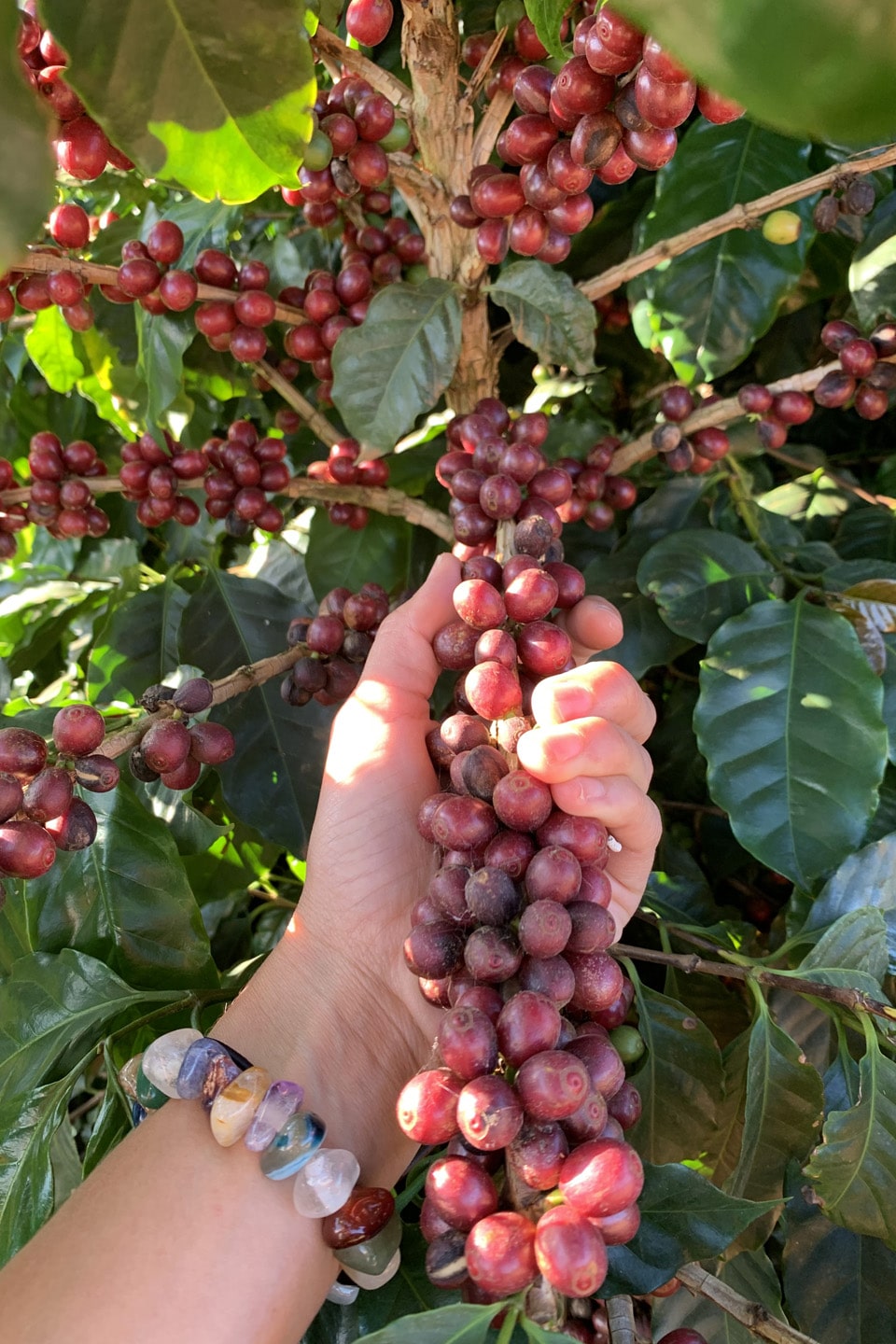 Coffee cherries reaching peak ripeness