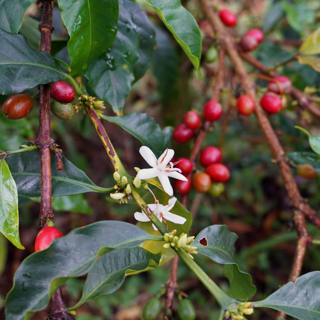 Wilmar Guarnizo coffee plant