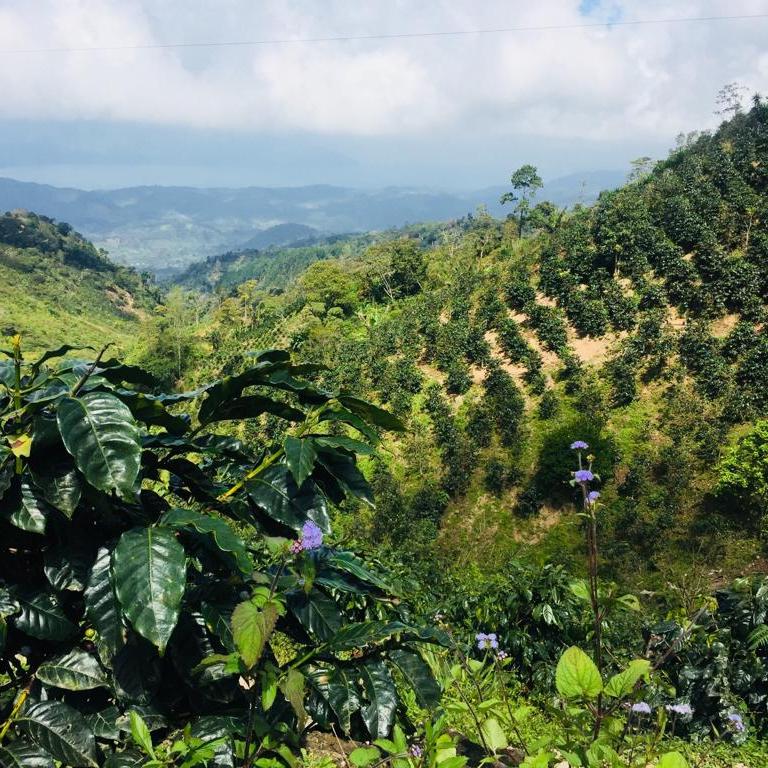 Vista of Honduras Lalita farm