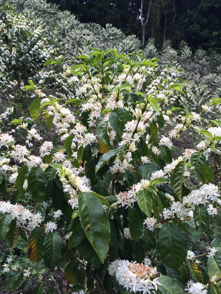 A flowering coffee plant at Lalita in Honduras.