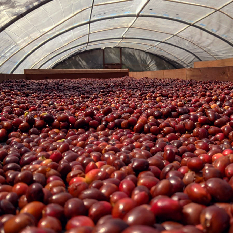 Andrea Rubi natural process coffee on drying beds.