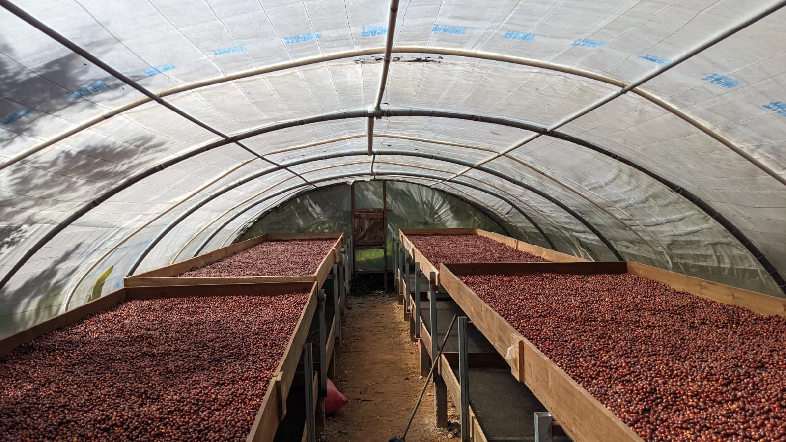 Andrea Rubi coffee cherries on drying beds