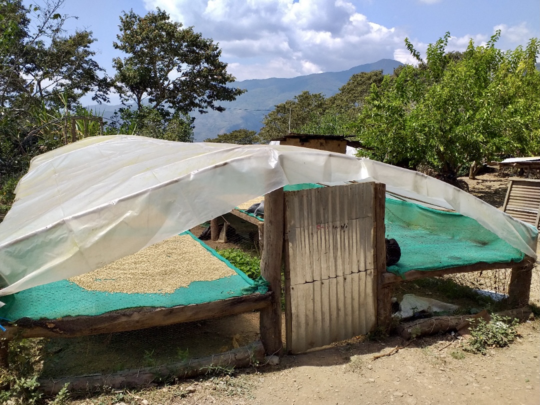 Illary Tamaya coffee farm drying beds