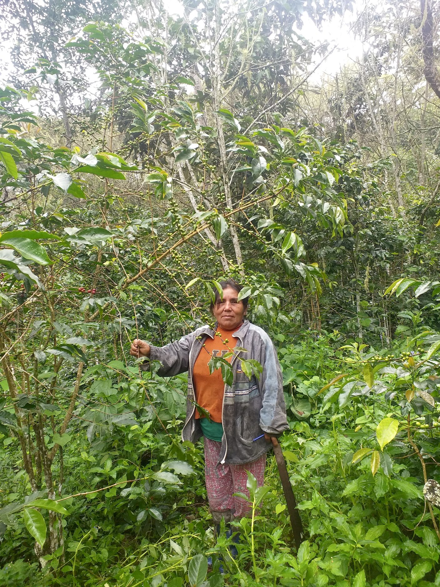 Illary Tamaya producer on her coffee farm