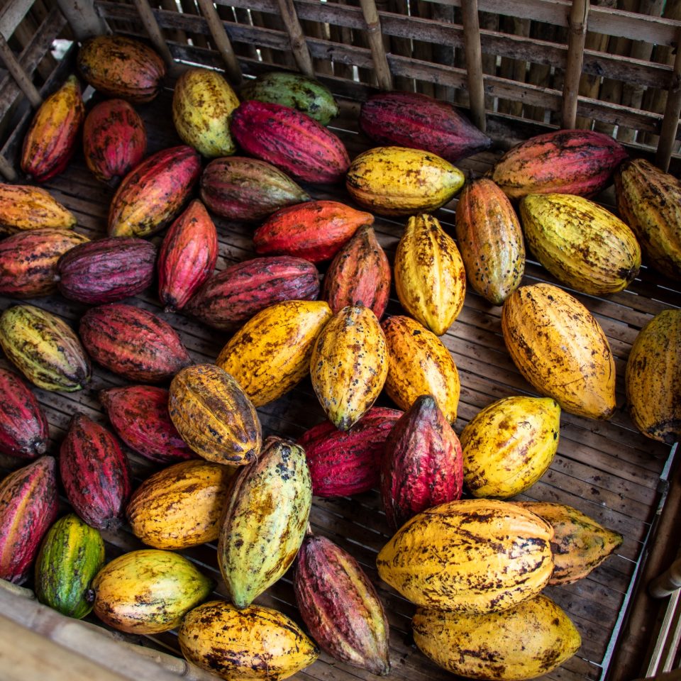 Cacao pods after harvest in a basket
